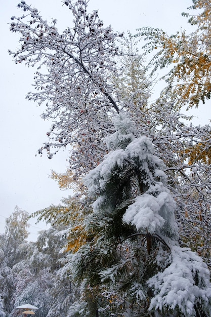 Primeira neve nos galhos e folhas das árvores do outono das ruas da cidade