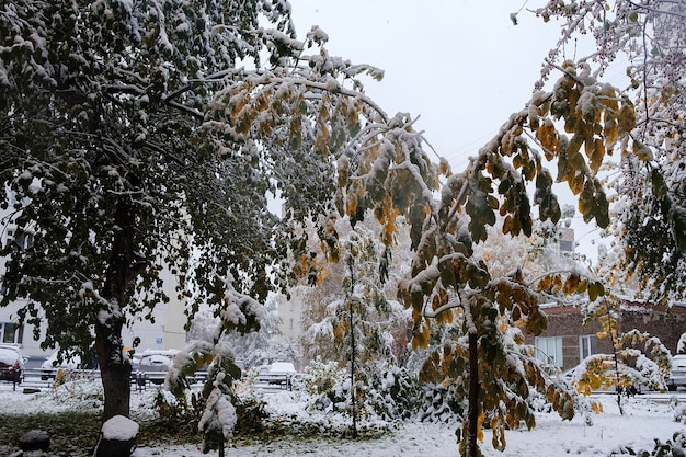 Primeira neve nos galhos e folhas das árvores do outono das ruas da cidade