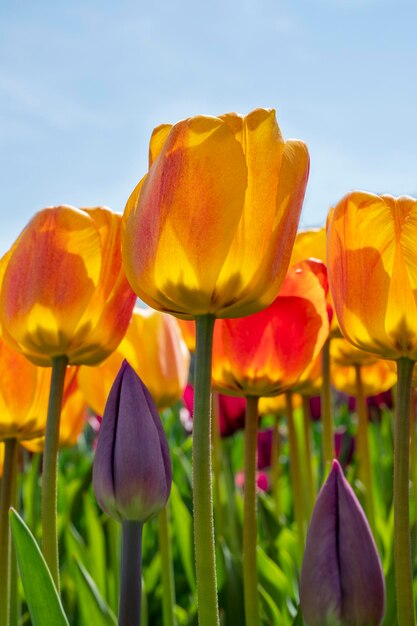 Primeira primavera floresce tulipas amarelas e rosa contra o céu azul brilhante