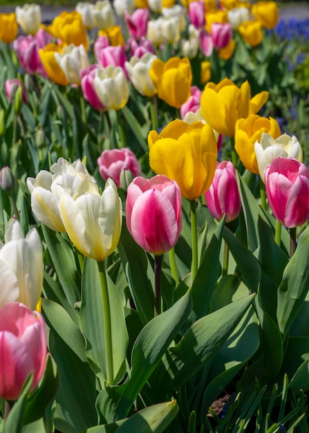 primeira primavera florescendo foco seletivo de tulipas brancas rosa e amarelas