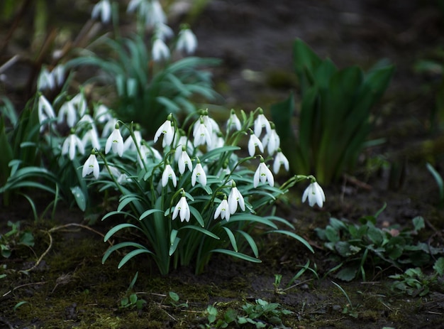 Primeiras belas gotas de neve na primavera