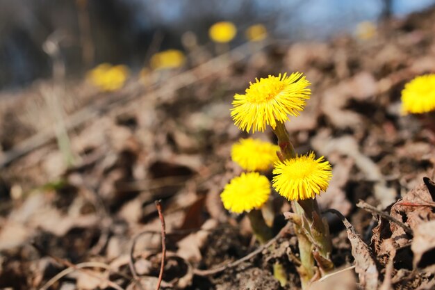 Primeiras flores amarelas