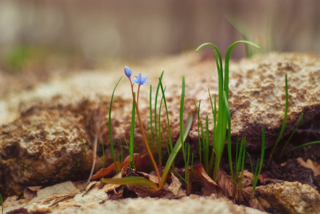 Primeiras flores da primavera e primeiras plantas em uma floresta. A flor é conhecida como Scilla monanthos ou Scilla caucasica.