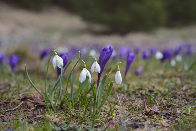 Primeiras flores da primavera em um prado de montanha