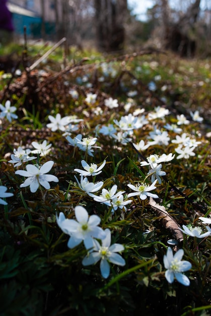 Primeiras flores da primavera Gramado com gotas de neve