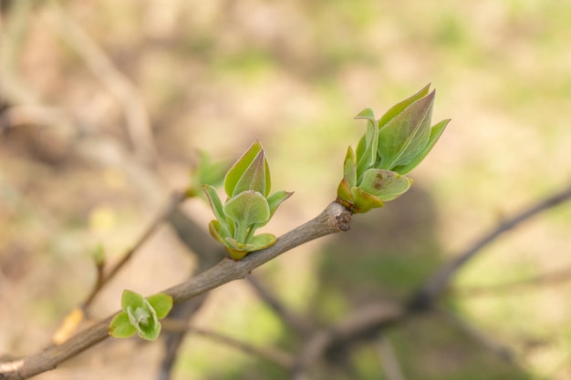 Primeiras folhas de primavera nos galhos Verdes jovens