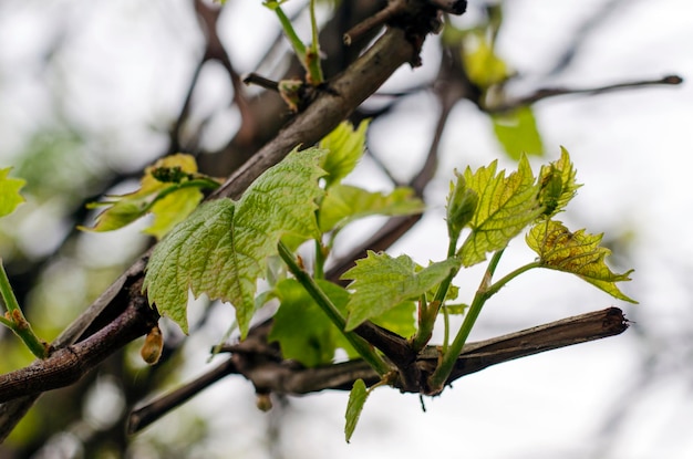 Primeiras folhas de uva na primavera