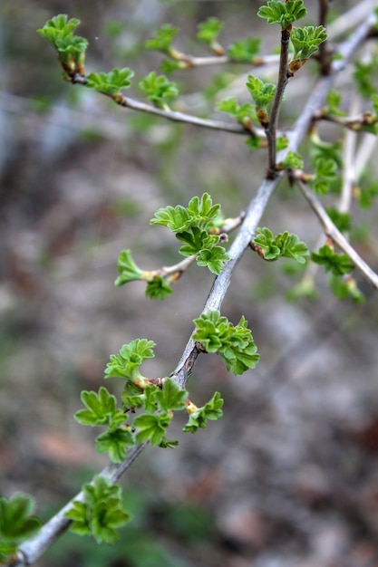 Primeiras folhas verdes na primavera