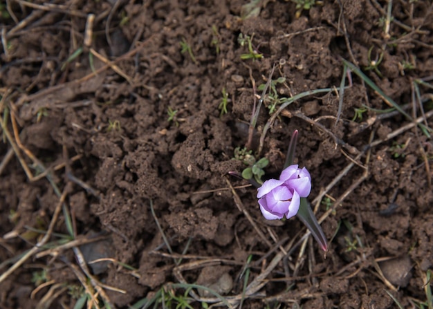 Primeiro cultivo de açafrão