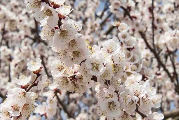 Primeiro fundo de flores de damasco