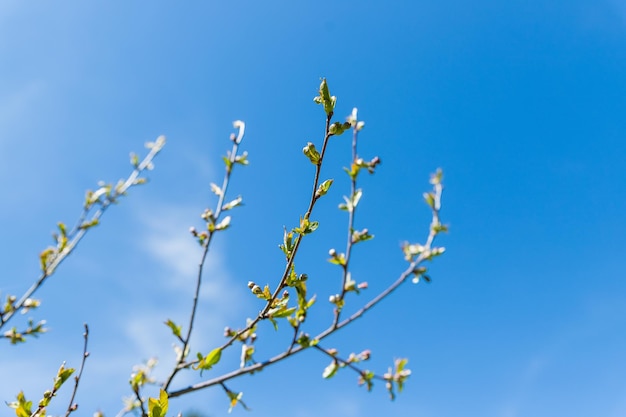 Primeiros botões nas árvores no início da primavera no fundo do céu azul a folhagem verde fresca acorda primeiro l