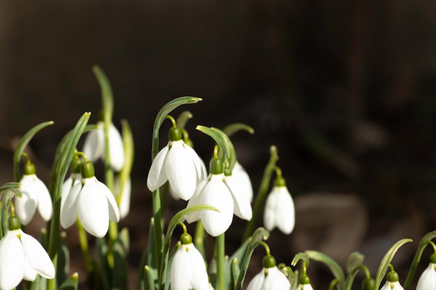 Primeiros flocos de neve brancos nas flores da primavera em um dia ensolarado