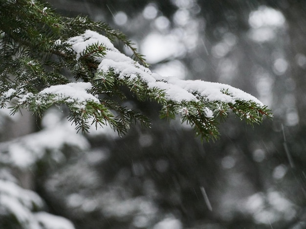 Primeiros flocos de neve caindo em um galho de pinheiro. Fundo desfocado com espaço de cópia.