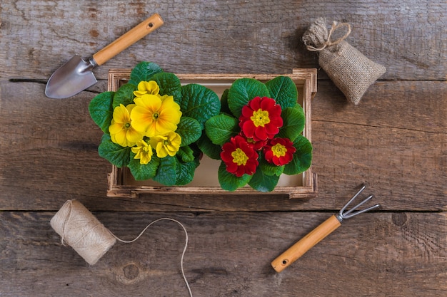 Primel Primula Vulgaris, gelber und roter Garten blüht, eingemacht, Werkzeuge, Gartenarbeitpostkartenkonzept des Frühlinges