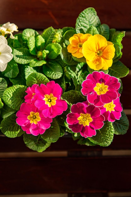 Primelblüten im Blumentopf, mehrfarbig, schöne blühende Gartenstraßenblume im Freien