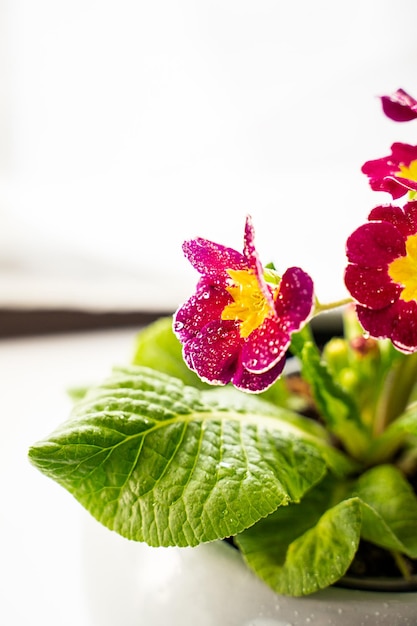 Primelblüten in einer Blumentopf-Zimmerpflanze