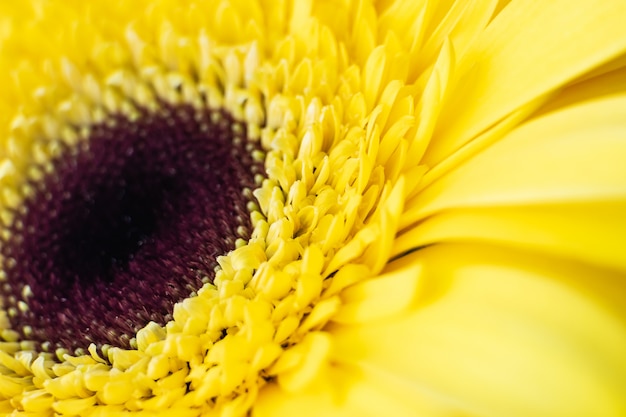 Primer amarillo brillante del gerbera.