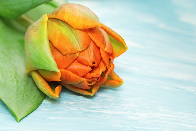 Primer anaranjado floreciente del tulipán en un hormigón azul