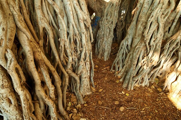 Primer árbol de Banyan de Oaho que crece salvaje en un día soleado Muchas raíces grandes crecen en un suelo rico en Hawai Vistas relajantes de un paisaje boscoso natural y su belleza oculta en una selva tropical