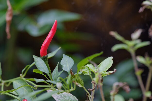 primer árbol de chile en el fondo de la naturaleza