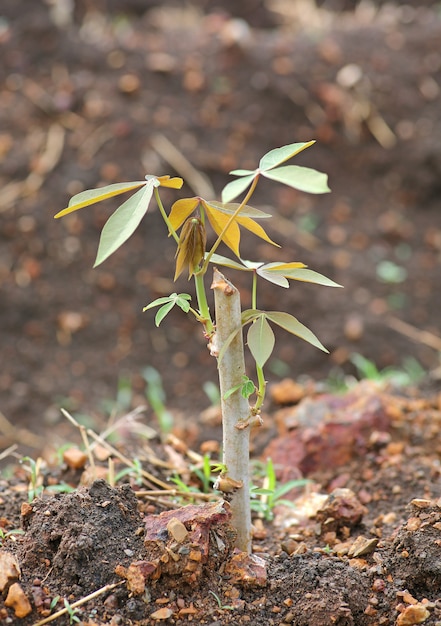 Primer árbol de yuca nuevo crece en Tailandia