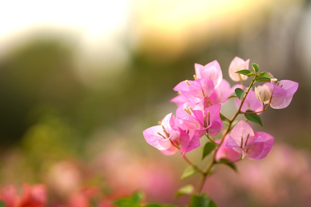 Primer arbusto decorativo de color rosa buganvilla en un jardín con fondo de luz solar