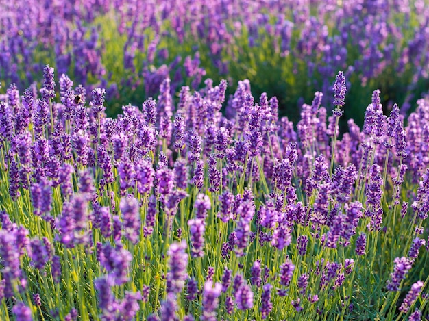 Primer de los arbustos de lavanda en puesta del sol. El brillo del atardecer sobre las flores púrpuras de lavanda.