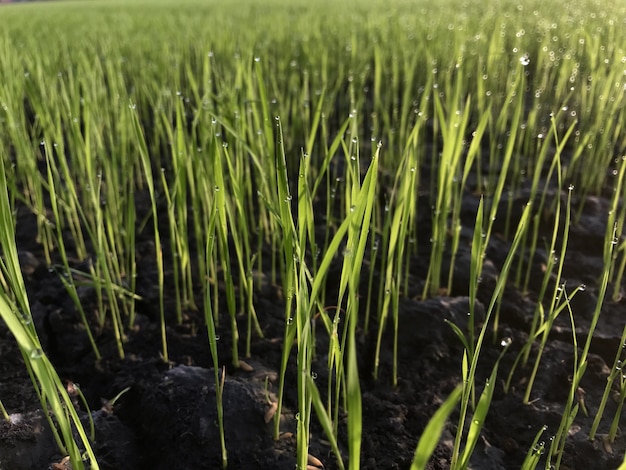 El primer del arroz coloca la planta verde que crece de las semillas y del rocío.