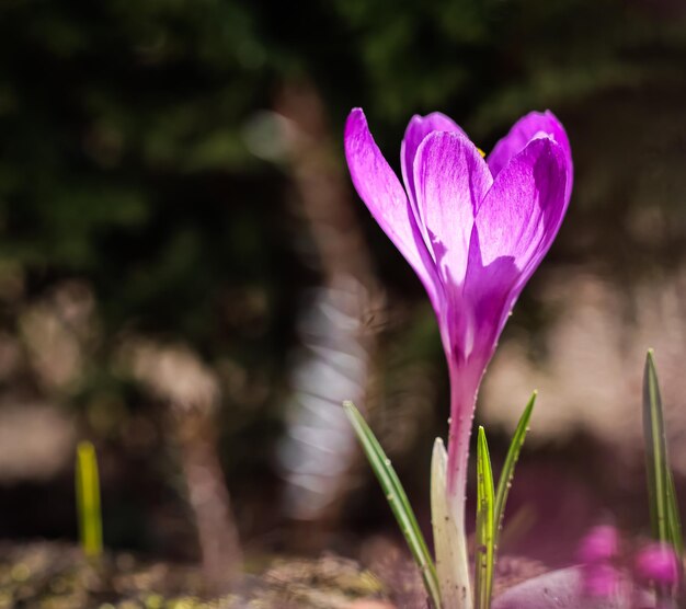 El primer azafrán morado en un jardín de primavera. Concepto botánico