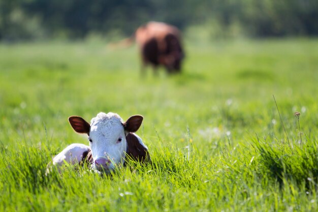 Primer del becerro blanco y marrón que mira en la cámara que pone en el campo verde encendido por el sol con la hierba fresca de la primavera en fondo borroso verde. Concepto de producción ganadera, ganadería, producción de leche y carne.