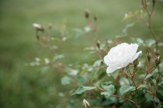 Primer blanco delicado del rosa.