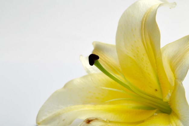 Primer blanco de la flor del lirio en blanco