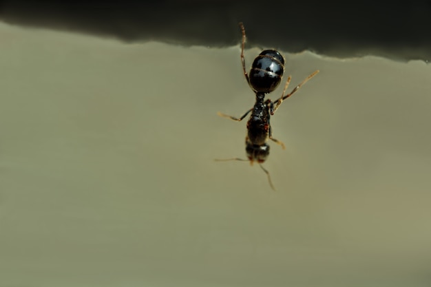 Foto primer brillante grande del cuello uterino de la hormiga negra.