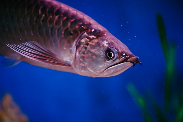 Primer brillante grande de los pescados rosados. Scleropages Jardini.