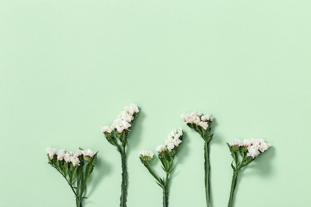 Primer brote de flor seca Limonium hojas y flor pequeña sobre superficie verde