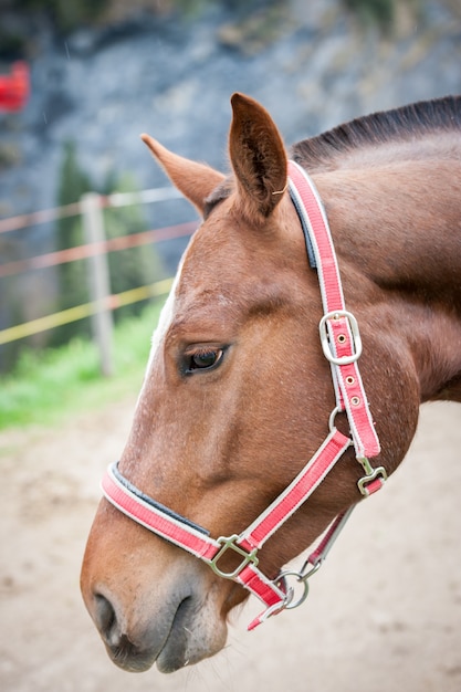 Primer caballo