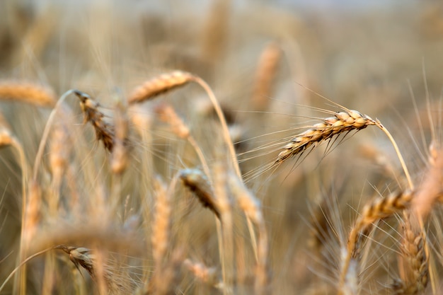 Primer de las cabezas de trigo enfocadas maduras de color amarillo dorado cálido caliente en un día soleado de verano en campo de trigo del prado de niebla borrosa suave marrón claro. Agricultura, ganadería y rica cosecha.