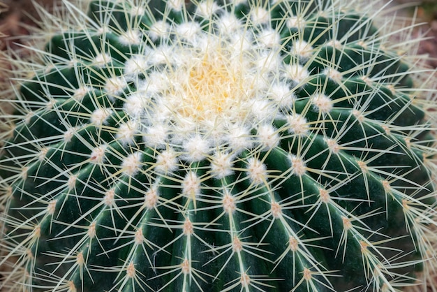 Foto primer cactus en guijarro