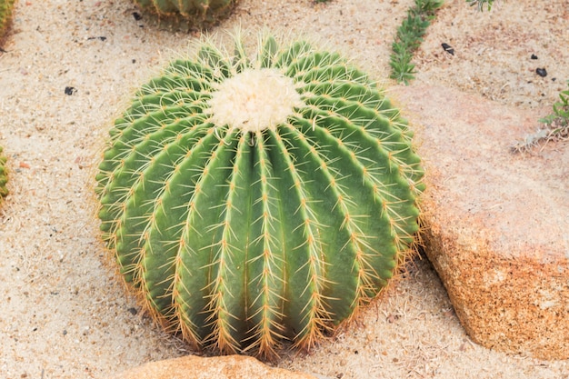 Primer cactus