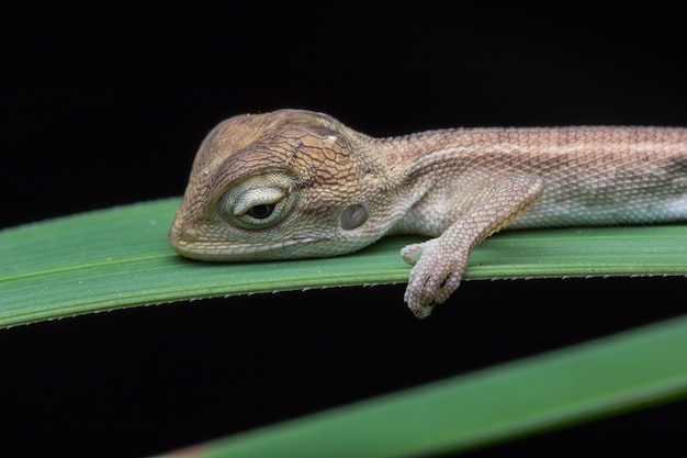 Primer camaleón en Tailandia