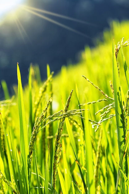 primer campo de arroz