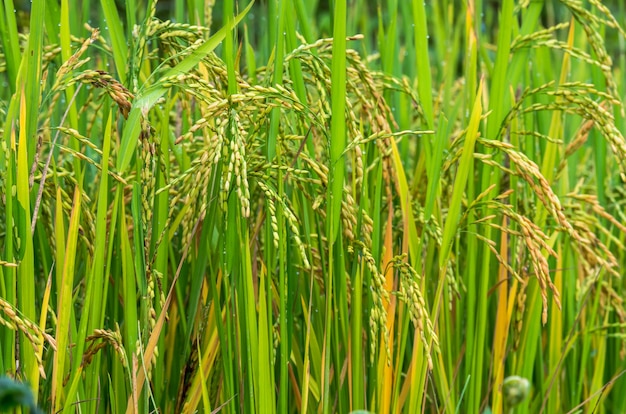 primer campo de arroz