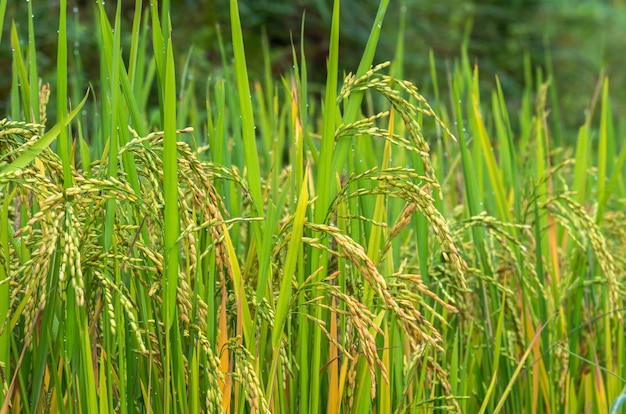 primer campo de arroz