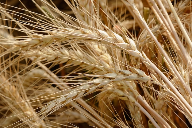 Primer campo de trigo dorado y día soleado