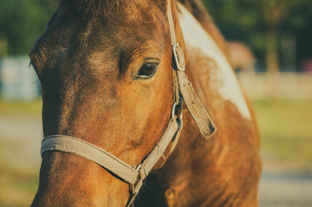 Primer de la cara de los caballos en granja y sol en la tarde.