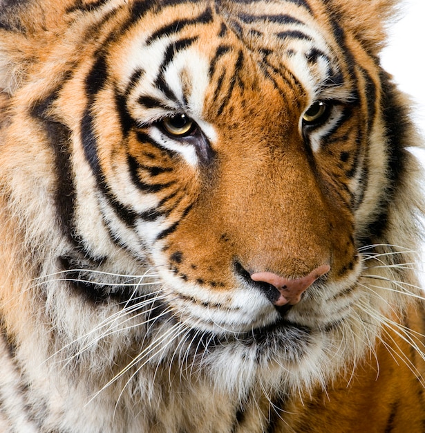 Primer en la cara de un tigre aislada.