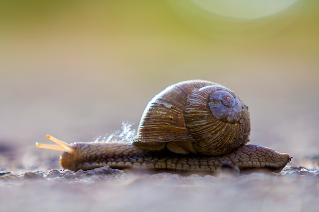 Primer del caracol terrestre grande con la cáscara marrón que se arrastra lentamente en fondo borroso brillante. Uso de moluscos como alimento y daños por concepto de agricultura.