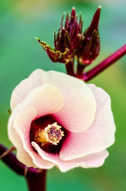 Primer carpelo y flor rosa en el árbol de Jamaica Sorrel o Hibiscus Sabdariffa en Tailandia