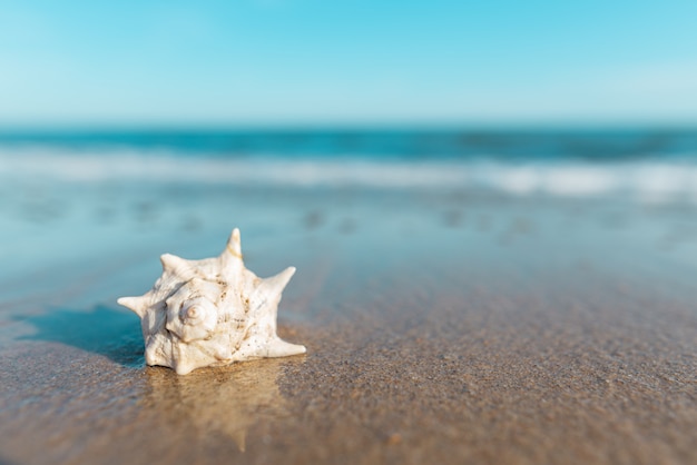 Foto primer de la cáscara hermosa en la playa tropical. copia espacio. viajes y fondos de verano. hora de verano.