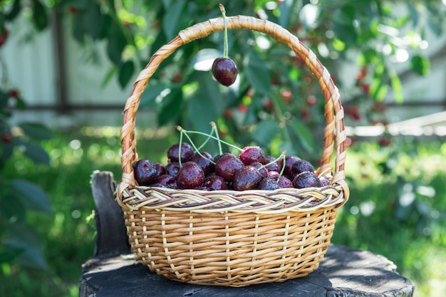 Primer de cerezas en una cesta. canasta con cerezas escogidas